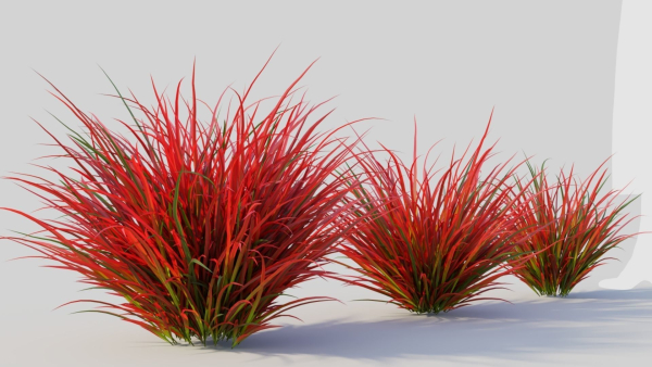 Imperata cylindrica Rubra b