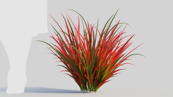 Imperata cylindrica Rubra b