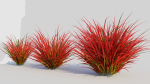 Imperata cylindrica Rubra b