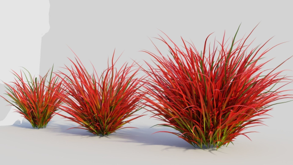 Imperata cylindrica Rubra b