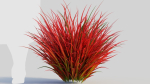 Imperata cylindrica Rubra b