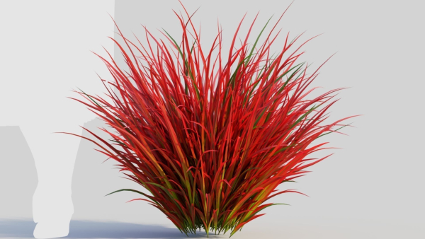 Imperata cylindrica Rubra b