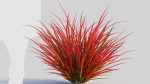 Imperata cylindrica Rubra b