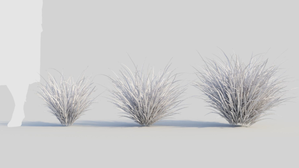 Imperata cylindrica Rubra b