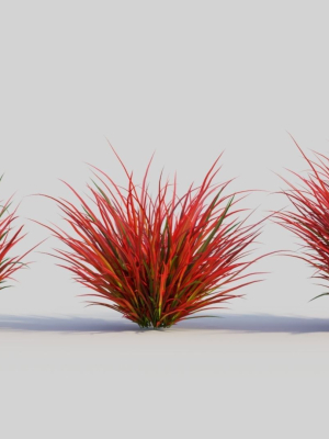 Imperata cylindrica Rubra b