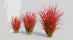 Imperata cylindrica Rubra c