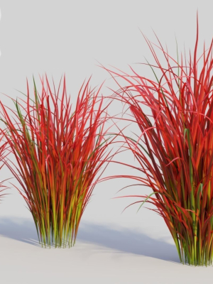 imperata-cylindrica-rubra-c-3d-model-23d4e923c2