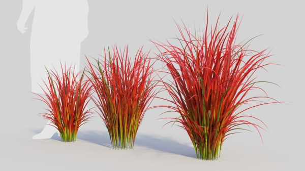 Imperata cylindrica Rubra c