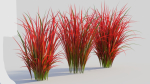 Imperata cylindrica Rubra c