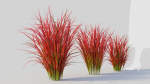 Imperata cylindrica Rubra c