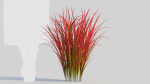 Imperata cylindrica Rubra c