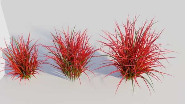 Imperata cylindrica Rubra c