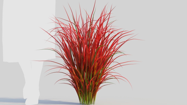 Imperata cylindrica Rubra c