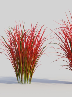 Imperata cylindrica Rubra c