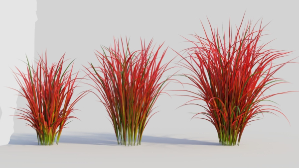 Imperata cylindrica Rubra c