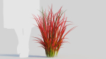 Imperata cylindrica Rubra c