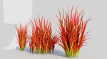 Imperata cylindrica Rubra d