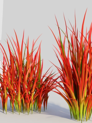 imperata-cylindrica-rubra-d-3d-model-259a56c065