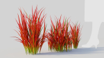 Imperata cylindrica Rubra d