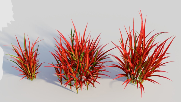 Imperata cylindrica Rubra d
