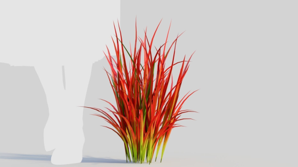 Imperata cylindrica Rubra d