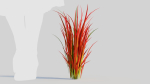 Imperata cylindrica Rubra d