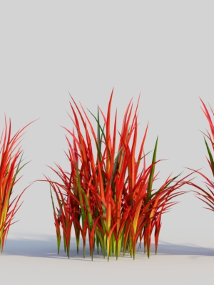 Imperata cylindrica Rubra d