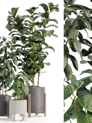 indooe plants in vase 006