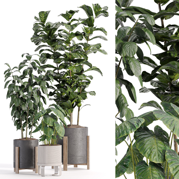 indooe plants in vase 006