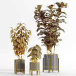 indooe plants in vase 006