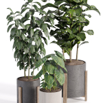 indooe plants in vase 006