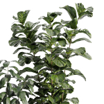 indooe plants in vase 006