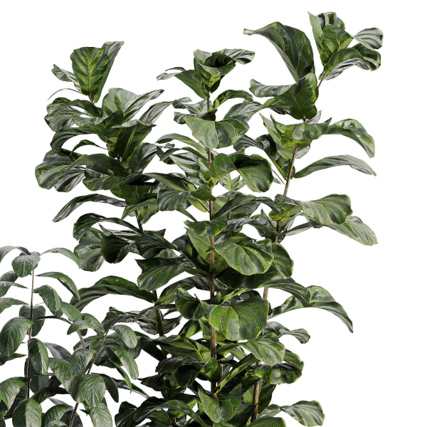 indooe plants in vase 006