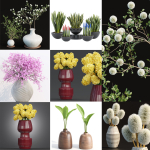 Indoor decorative plants collection