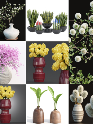 Indoor decorative plants collection
