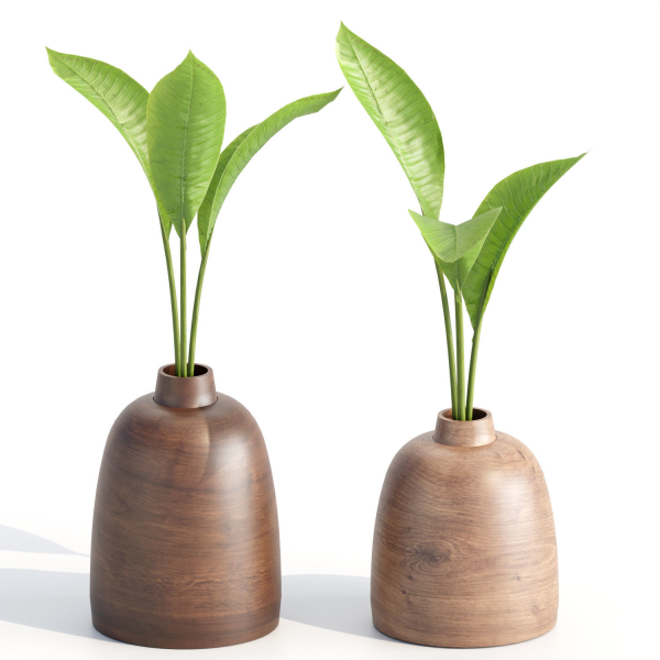 Indoor decorative plants collection