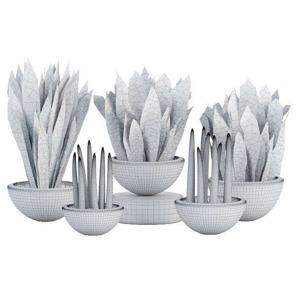 Indoor decorative plants collection