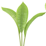 Indoor decorative plants collection
