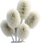 Indoor decorative plants collection