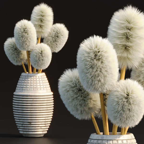 Indoor decorative plants collection