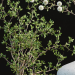 Indoor decorative plants collection