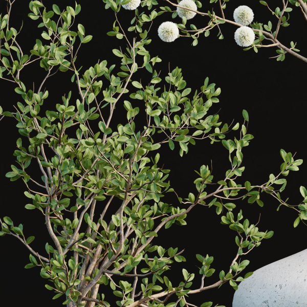Indoor decorative plants collection
