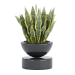 Indoor decorative plants collection