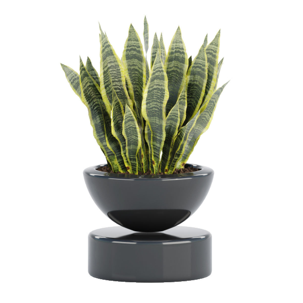 Indoor decorative plants collection