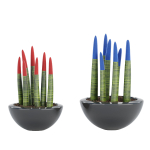 Indoor decorative plants collection