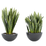 Indoor decorative plants collection