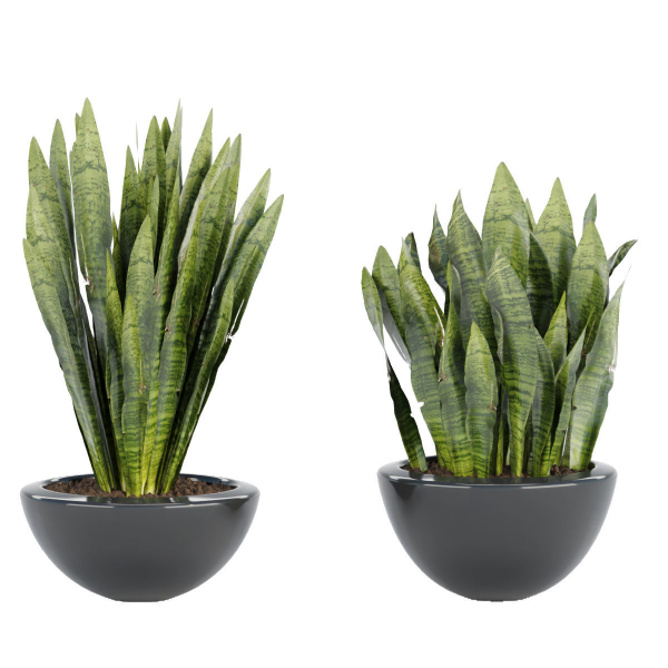 Indoor decorative plants collection
