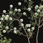 Indoor decorative plants collection