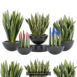 Indoor decorative plants collection