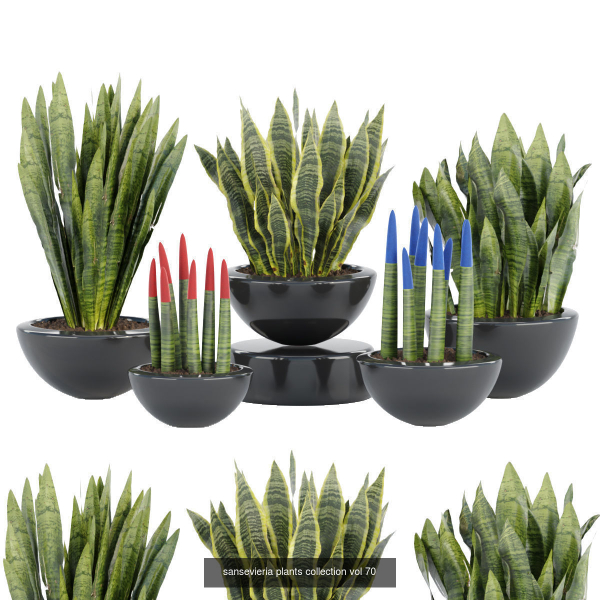 Indoor decorative plants collection